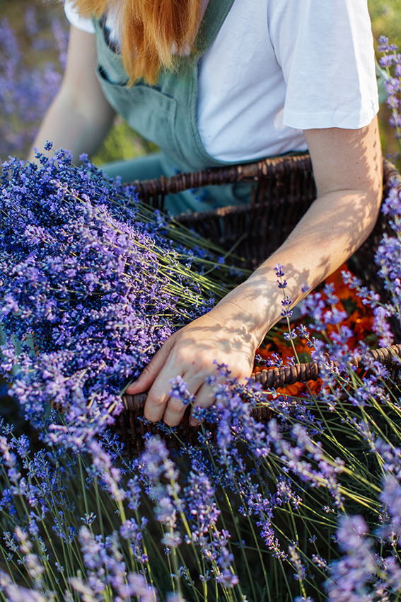 LAVANDA DE BRIHUEGA